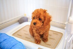 犬のトイレトレーの選び方!ポイントや注意点を紹介!