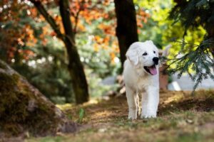 成犬のトイレのしつけは難しい? トレーニング方法やコツを解説