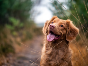 茶毛の犬にぴったりのお名前は!?