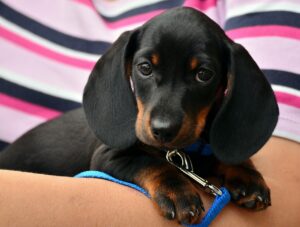 子犬が耳掃除を嫌がる…。対処法やおすすめのやり方をご紹介します!