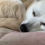 犬のアレルギー・湿疹