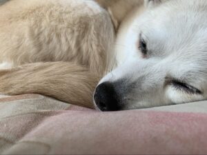 犬のアレルギー・湿疹