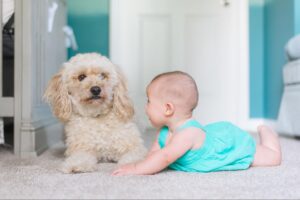 【赤ちゃんの犬アレルギー】気をつけることとメリット
