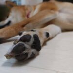 犬の骨肉腫ってどんな病気？原因や症状を紹介