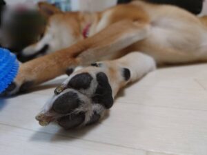 犬の骨肉腫ってどんな病気？原因や症状を紹介