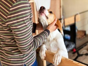 保護犬猫の里親募集サイト5選【保護する前の基礎知識】