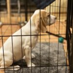 犬のおすすめトイレマットをご紹介!