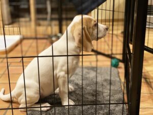 犬のおすすめトイレマットをご紹介！