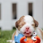 犬のかわいい名前2022版! 和風・外国語・人気の名前を調査