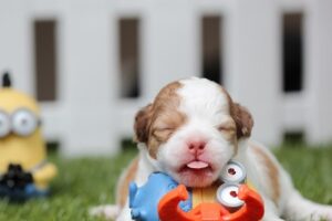 犬のかわいい名前2022版! 和風・外国語・人気の名前を調査