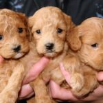やっぱり小型犬がかわいい! 人気ランキングトップ10