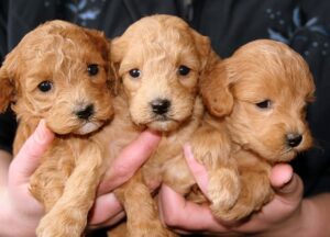 やっぱり小型犬がかわいい！ 人気ランキングトップ10