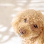犬猫が殺処分されてしまう理由は? 実態や飼い主ができること