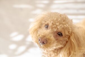 犬猫が殺処分されてしまう理由は? 実態や飼い主ができること