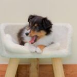 【シェルティの子犬】赤ちゃん犬はブリーダー情報をチェック