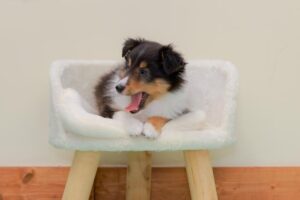 【シェルティの子犬】赤ちゃん犬はブリーダー情報をチェック