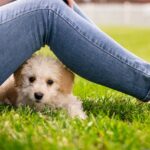 かわいい仔犬が見たい! おすすめ動画7選