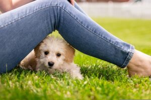 かわいい仔犬が見たい! おすすめ動画7選