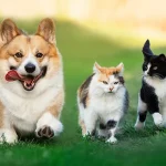 【犬 x 猫】犬 猫 同居を成功させる3つのコツ