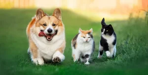 【犬 x 猫】犬 猫 同居を成功させる3つのコツ