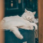 【犬 x 猫】犬 猫 アレルギー完全対策7選