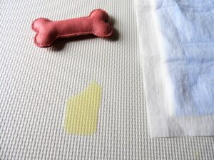 【しつけ】 しつけ 老犬 トイレ しつけで失敗しない5つのコツ