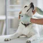 犬を去勢しないと起こる病気と損しない対策5つ