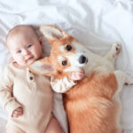 赤ちゃんと犬が仲良しに！失敗しない7つのコツ