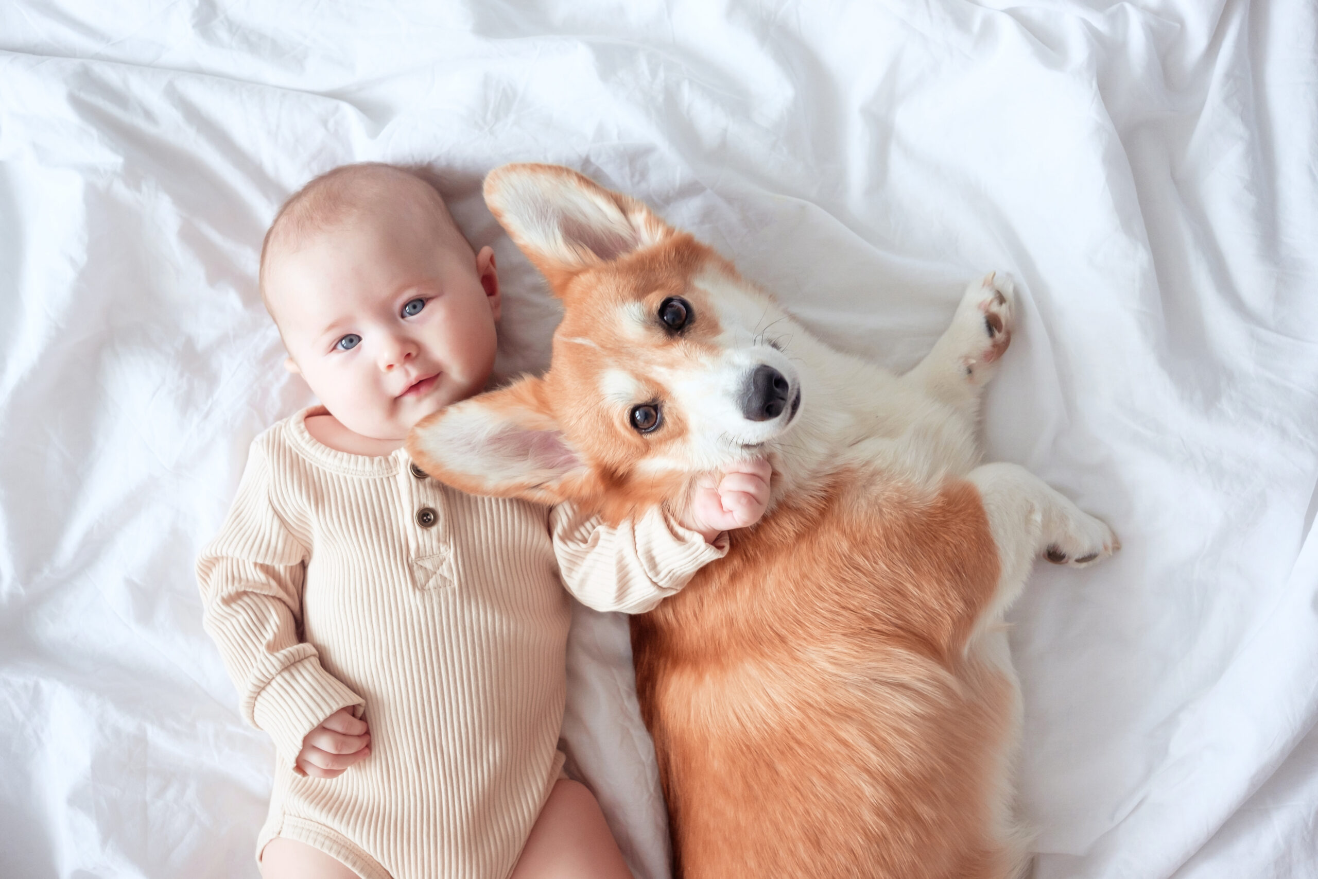 赤ちゃんと犬が仲良しに!失敗しない7つのコツ