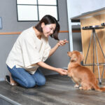 【しつけ】 しつけ 子犬 餌 しつけで失敗しない5つのコツ