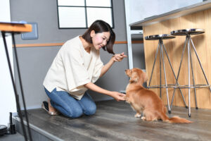 【しつけ】 しつけ 子犬 餌 しつけで失敗しない5つのコツ