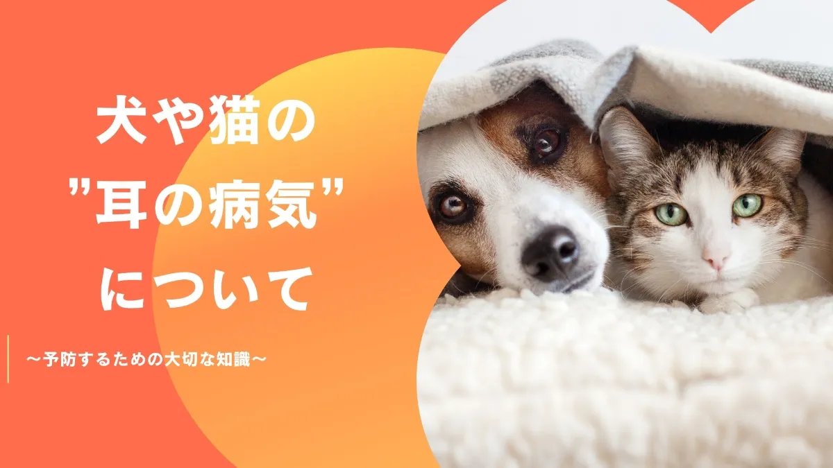 動物病院で行う耳の検査と診断の流れ