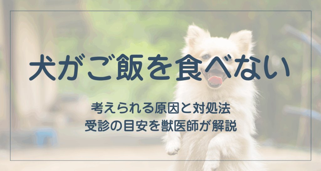 犬がご飯を食べない主な原因一覧