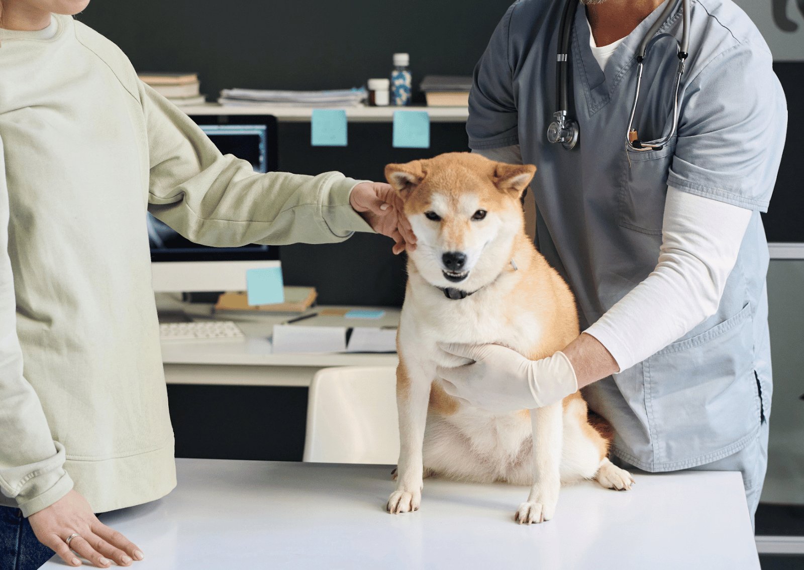 動物病院で相談するときに伝えたいこと