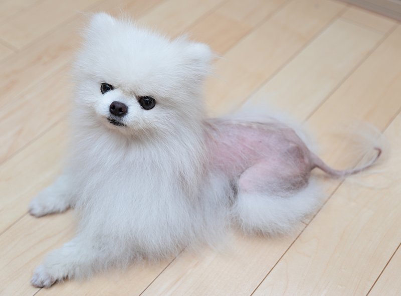 よくある犬の耳の病気と特徴