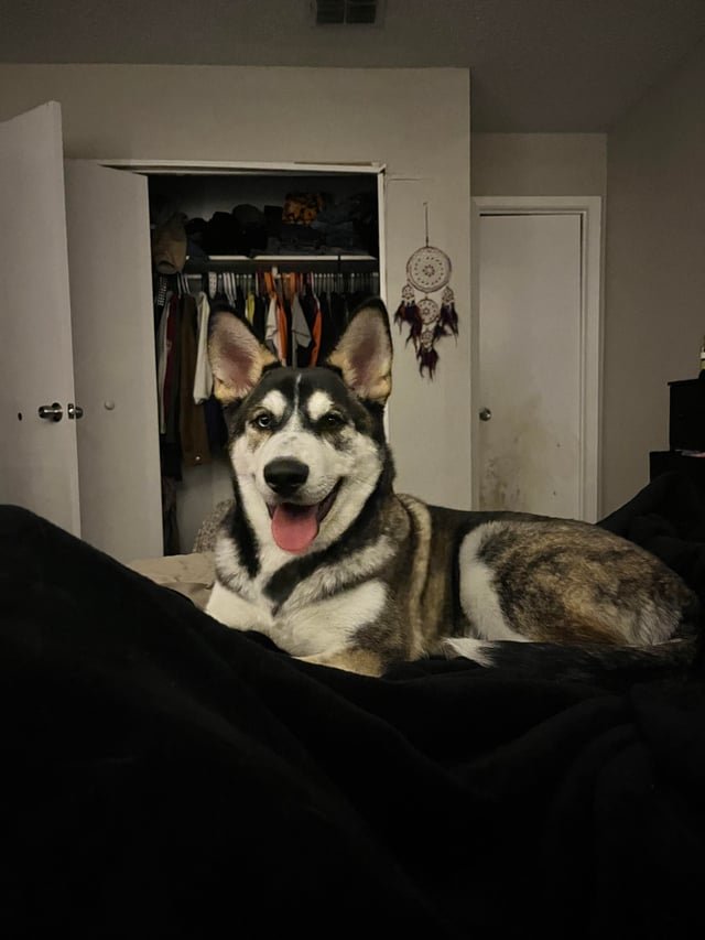 赤ちゃんとハスキー犬が仲良く育つための心構え