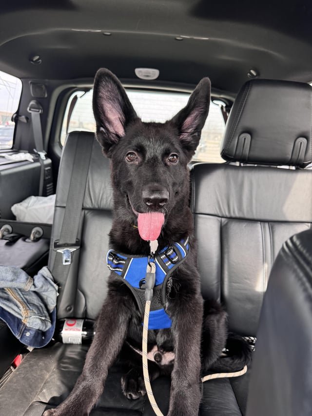 赤ちゃんと暮らす前に見直すハスキー犬の基礎しつけ