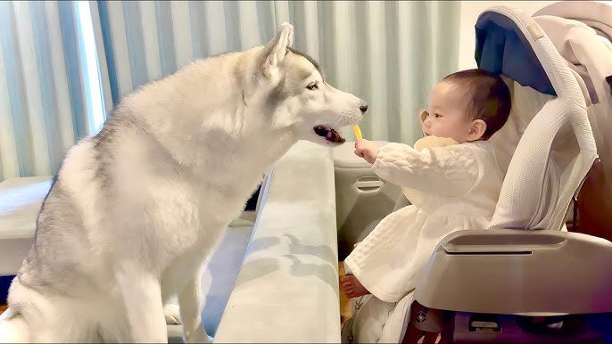 ハスキー犬と赤ちゃんの同居は本当に安全か