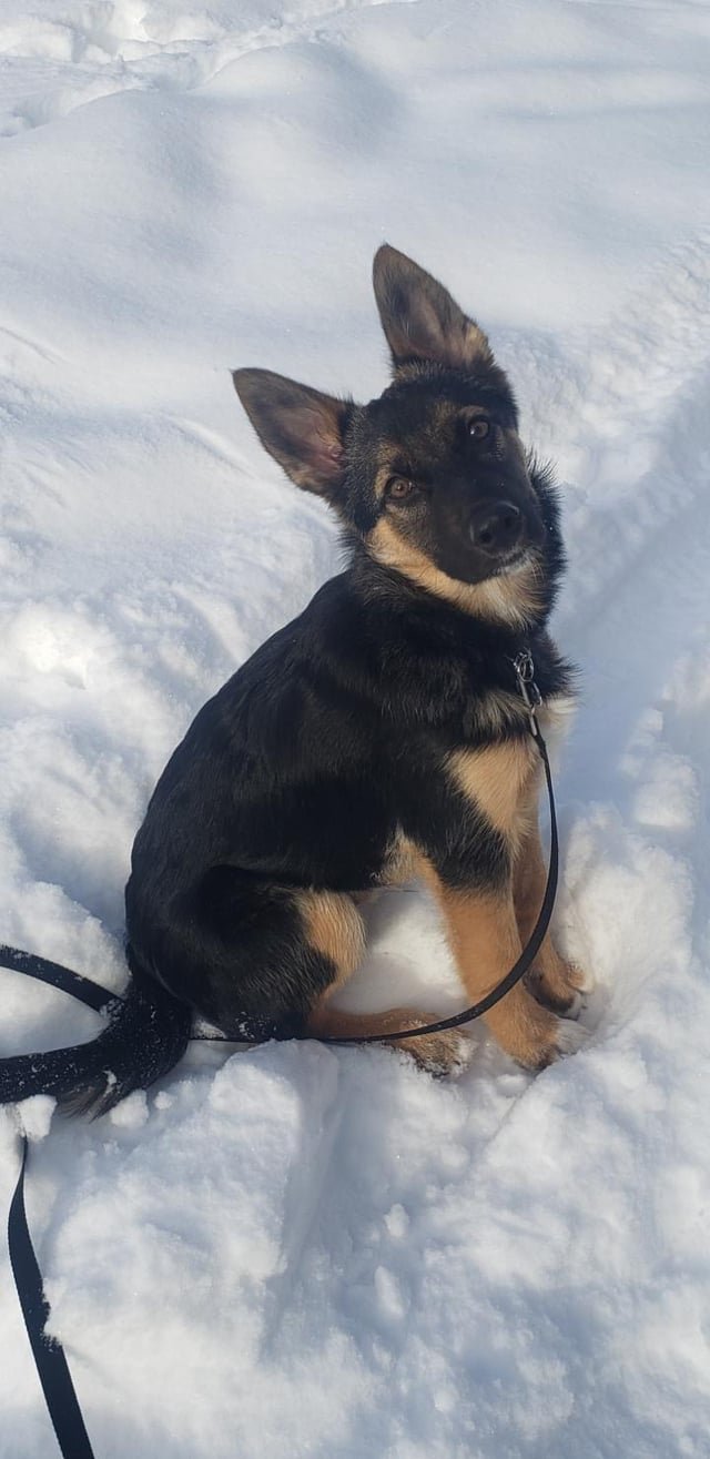 初対面から始める赤ちゃんとハスキーの慣らし方