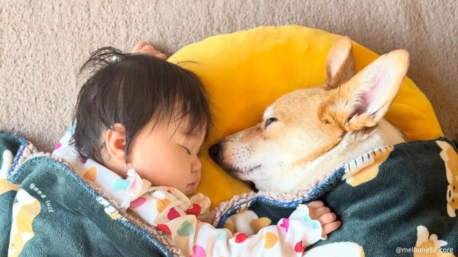 同居前に整えたい犬側の準備チェックリスト