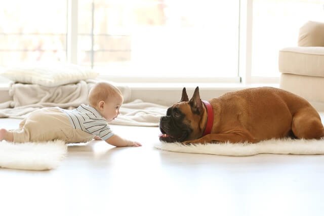 犬と赤ちゃんが仲良く暮らすための環境づくり