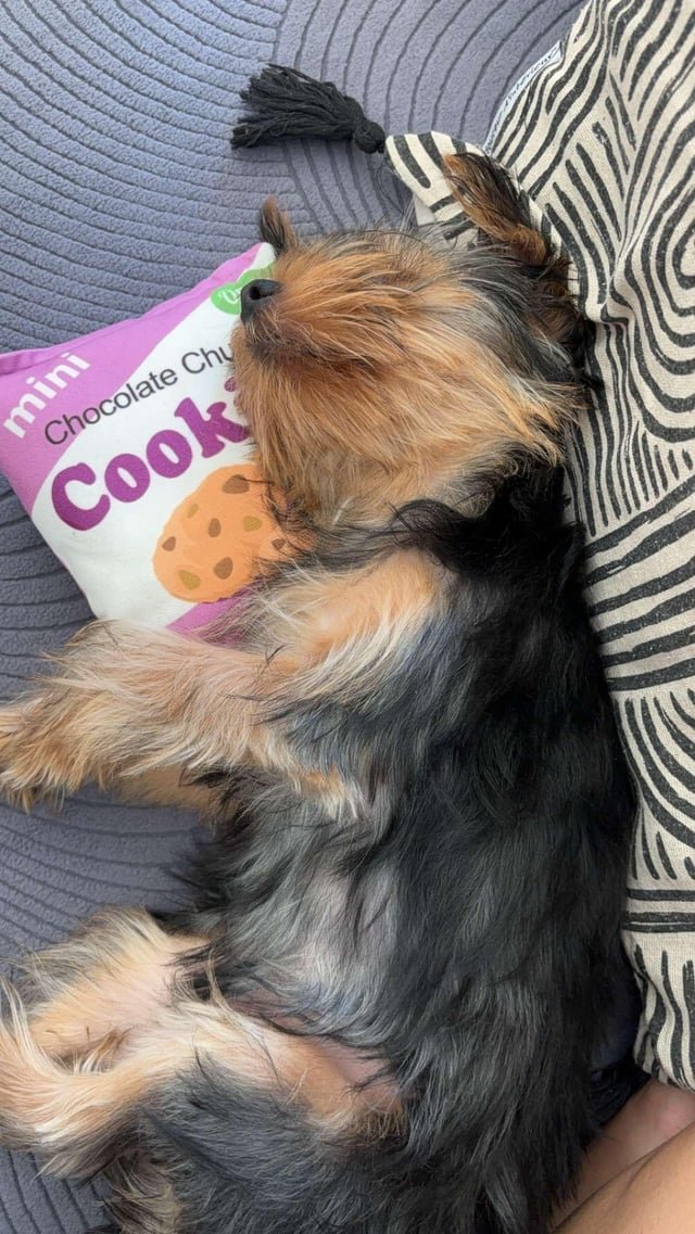 犬と赤ちゃんがもっと仲良くなる7つのコツ