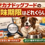 愛犬を守るドッグフードの保存方法5つのコツ