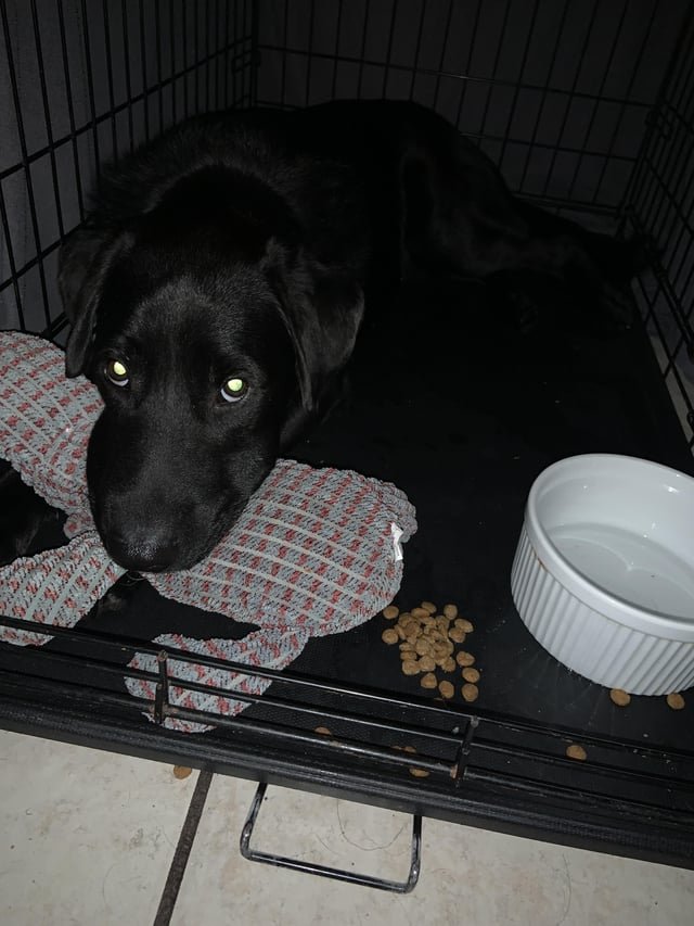 コツ7：長く続けられるフードかを最終チェックする