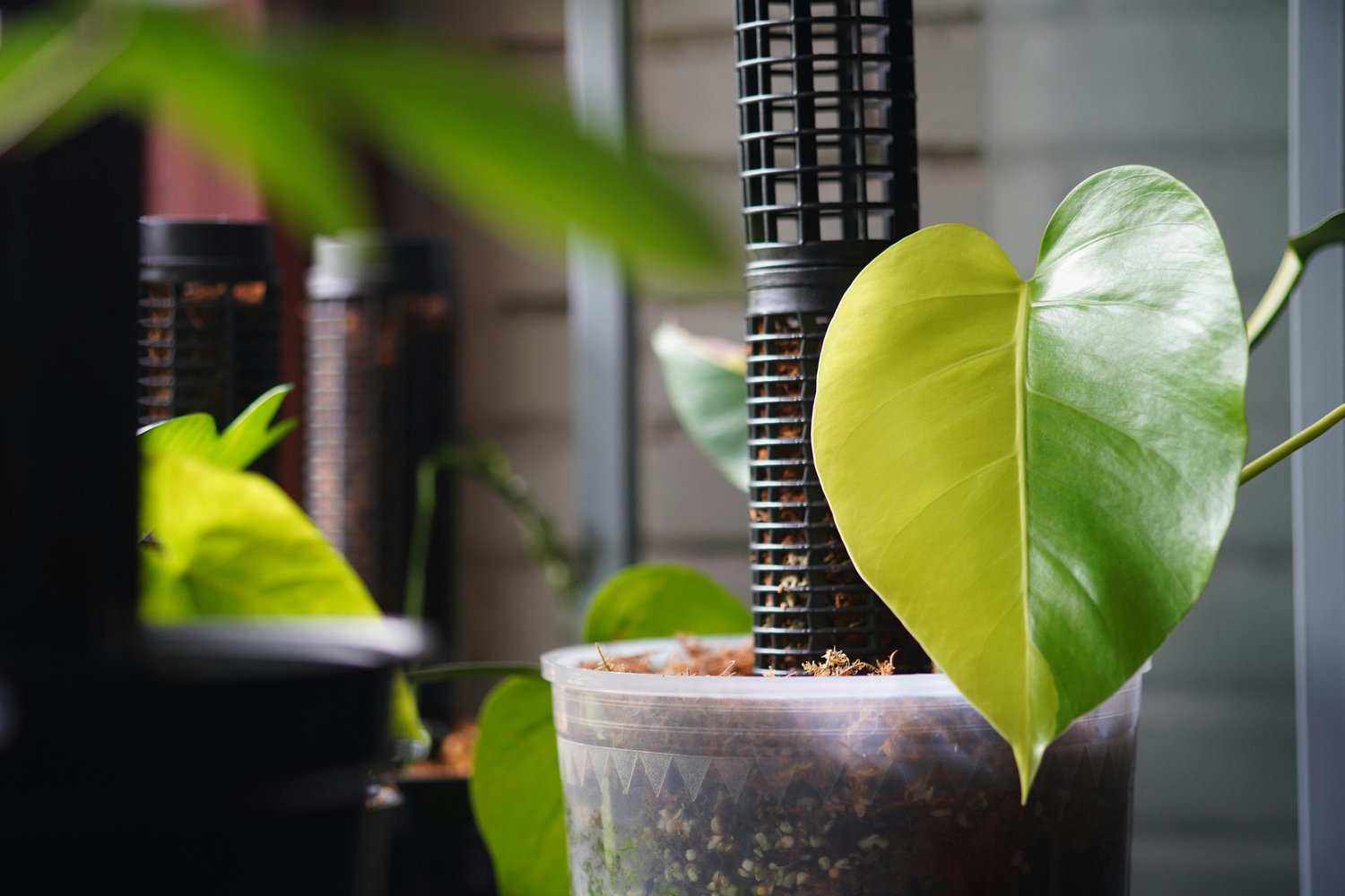 迎えてすぐに教えたい3つの基本しつけ