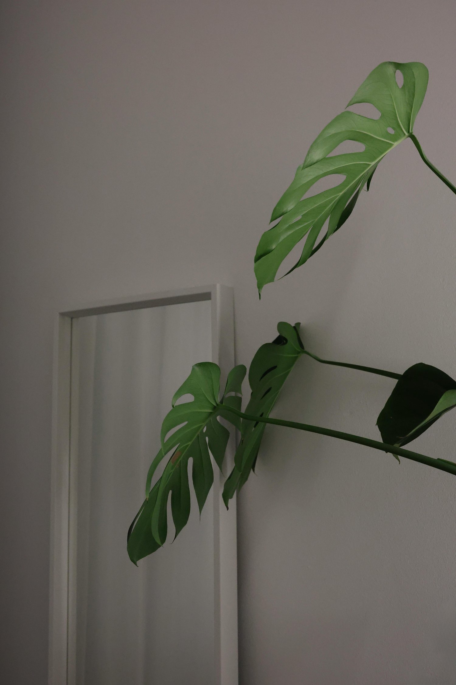 室外排泄から室内排泄への移行方法