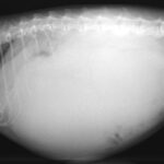 犬 x 猫 犬 猫 交尾は可能？危険と対策