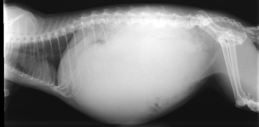 犬 x 猫 犬 猫 交尾は可能?危険と対策