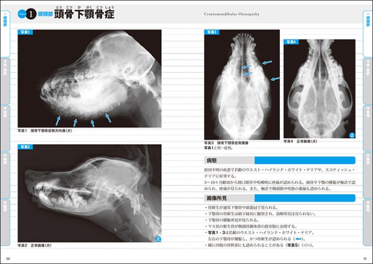 犬と猫の交尾で起こりうる体の危険