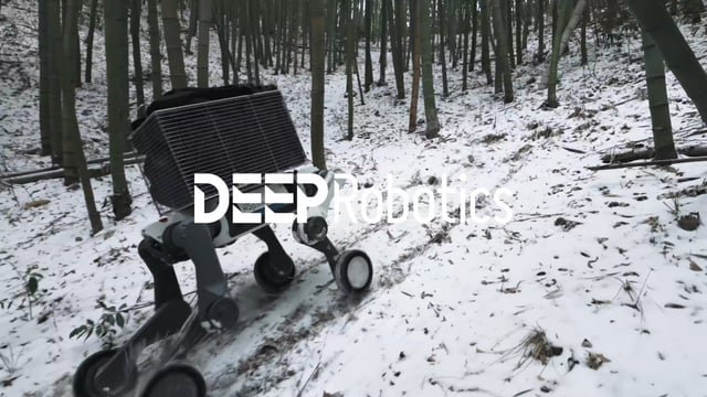 犬と猫が交尾しそうなときの対処法